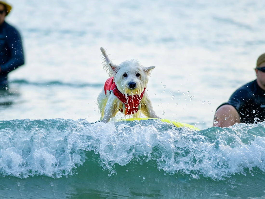 Don't Let the Heat Harm Your Pup: 6 Summer Safety Tips