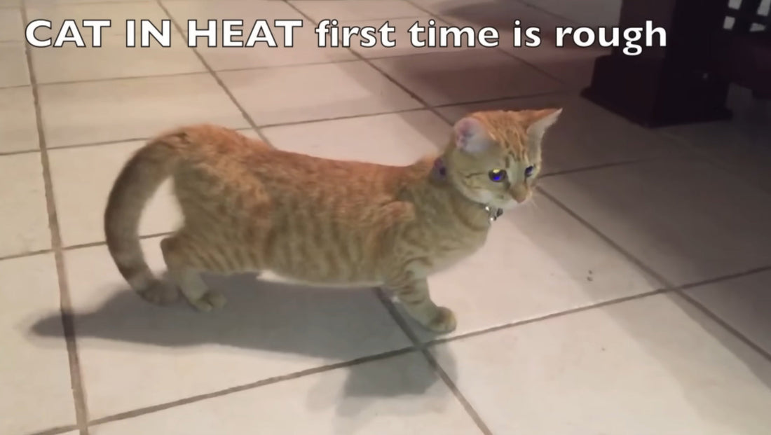 5 Tips to Calm a Cat in Heat !