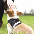 Small Dog/Cat Harness