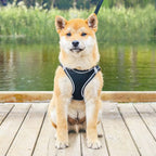 Small Dog/Cat Harness