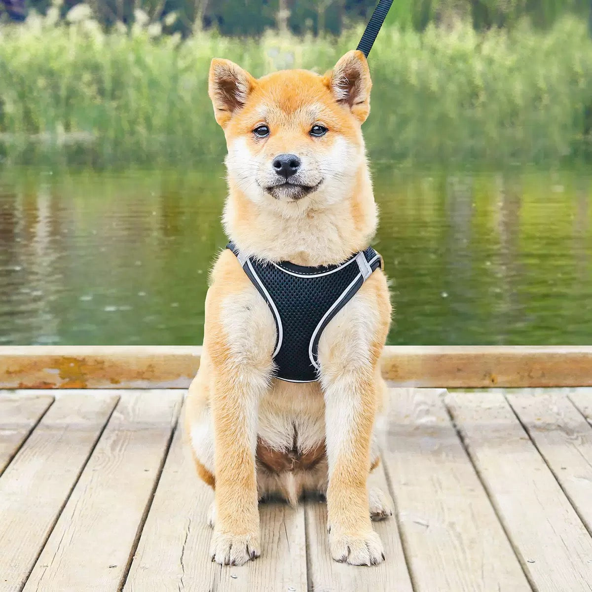 Small Dog/Cat Harness