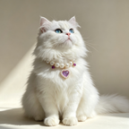 Pet Pearl Necklace Collar Amethyst