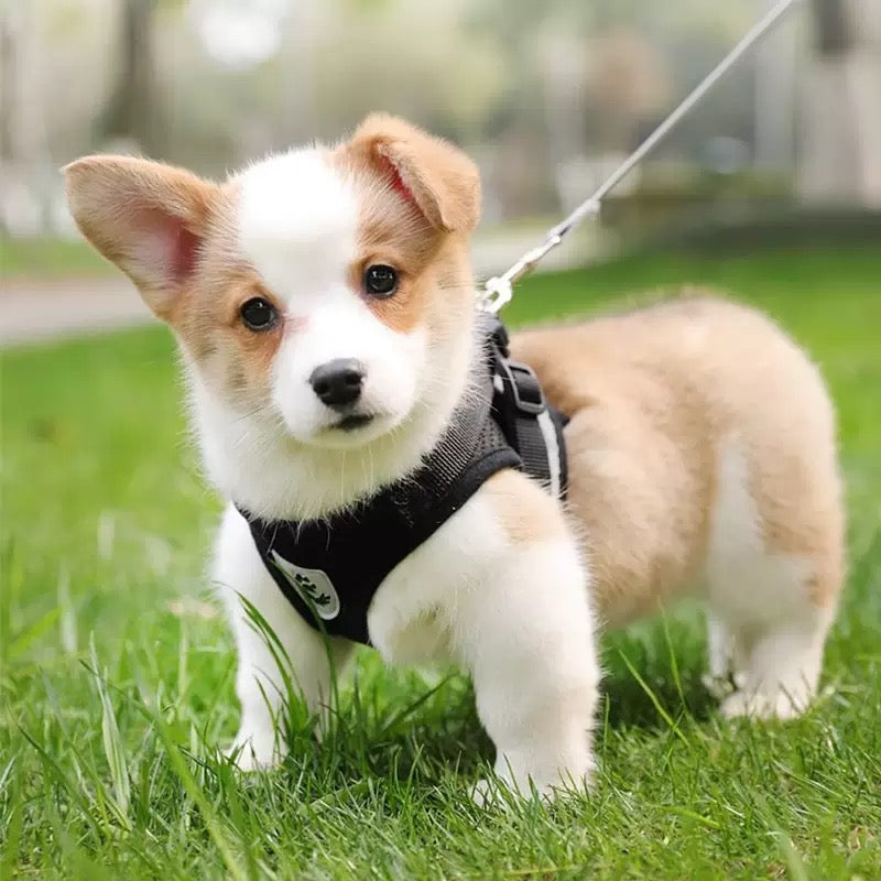 Small Dog/Cat Harness